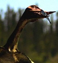 http://static.tvtropes.org/pmwiki/pub/images/b11af80fc305d85f536df6f445d8e0e8.jpg