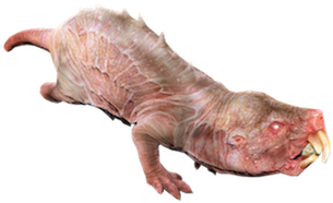 http://static.tvtropes.org/pmwiki/pub/images/mole_rat_fo4.png