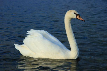 http://static.tvtropes.org/pmwiki/pub/images/muteswan_5448.jpg
