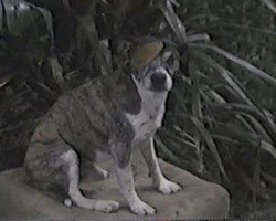 http://static.tvtropes.org/pmwiki/pub/images/pilot157_4911.jpg