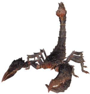 http://static.tvtropes.org/pmwiki/pub/images/radscorpion01.png