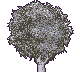 http://static.tvtropes.org/pmwiki/pub/images/silverbranchtree.png