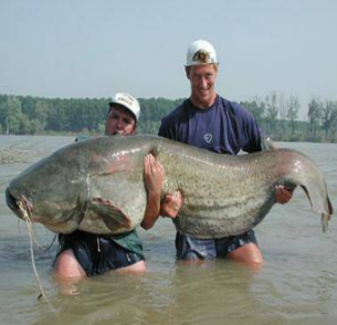 http://static.tvtropes.org/pmwiki/pub/images/thecatfish001_8805.png