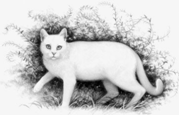 http://static.tvtropes.org/pmwiki/pub/images/whitewing_3531.bmp