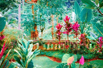 https://static.tvtropes.org/pmwiki/pub/images/97797390_surreal_colors_of_fantasy_tropical_garden_with_amazing_plants_and_flowers.jpg