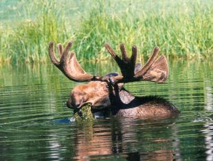 https://static.tvtropes.org/pmwiki/pub/images/Moose.jpg