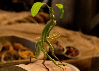https://static.tvtropes.org/pmwiki/pub/images/bowtruckle.jpeg