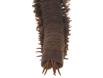 https://static.tvtropes.org/pmwiki/pub/images/nmnh_eo_400406_bobbit_worm_eunice_aphroditois_007_1.jpg