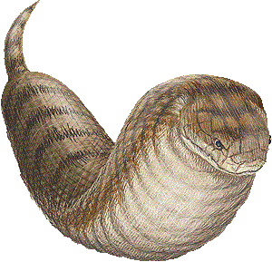 https://static.tvtropes.org/pmwiki/pub/images/tsuchinoko.gif